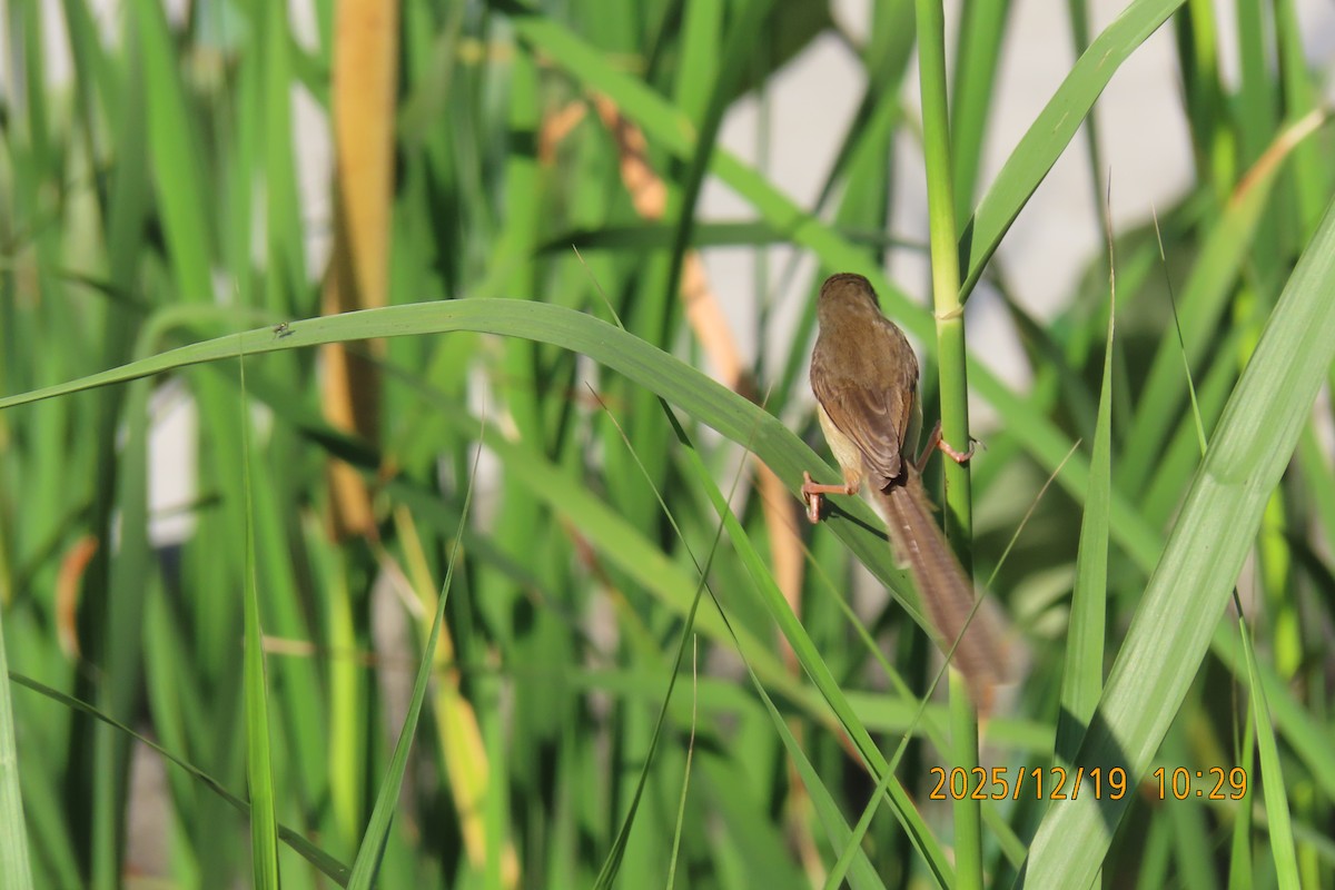 Prinia Sencilla - ML647175075