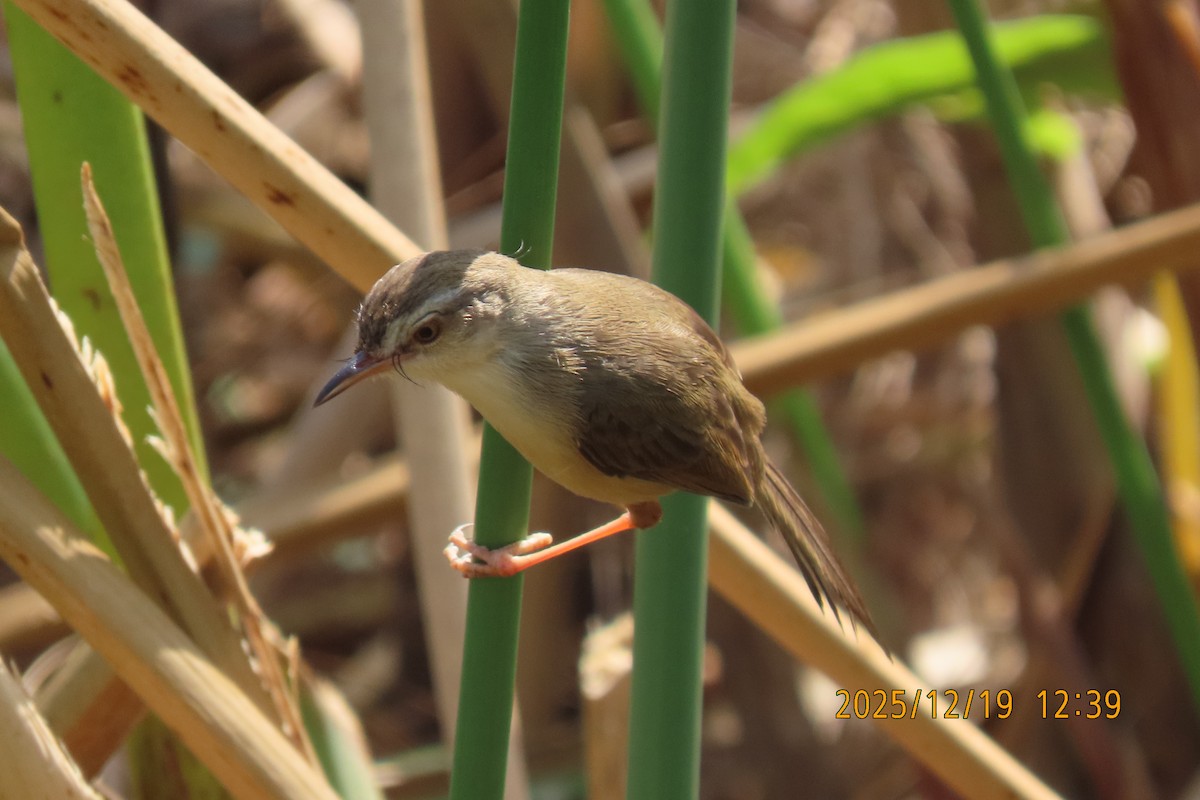 Prinia Sencilla - ML647175076