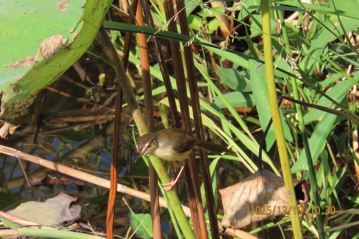 Prinia Sencilla - ML647175077