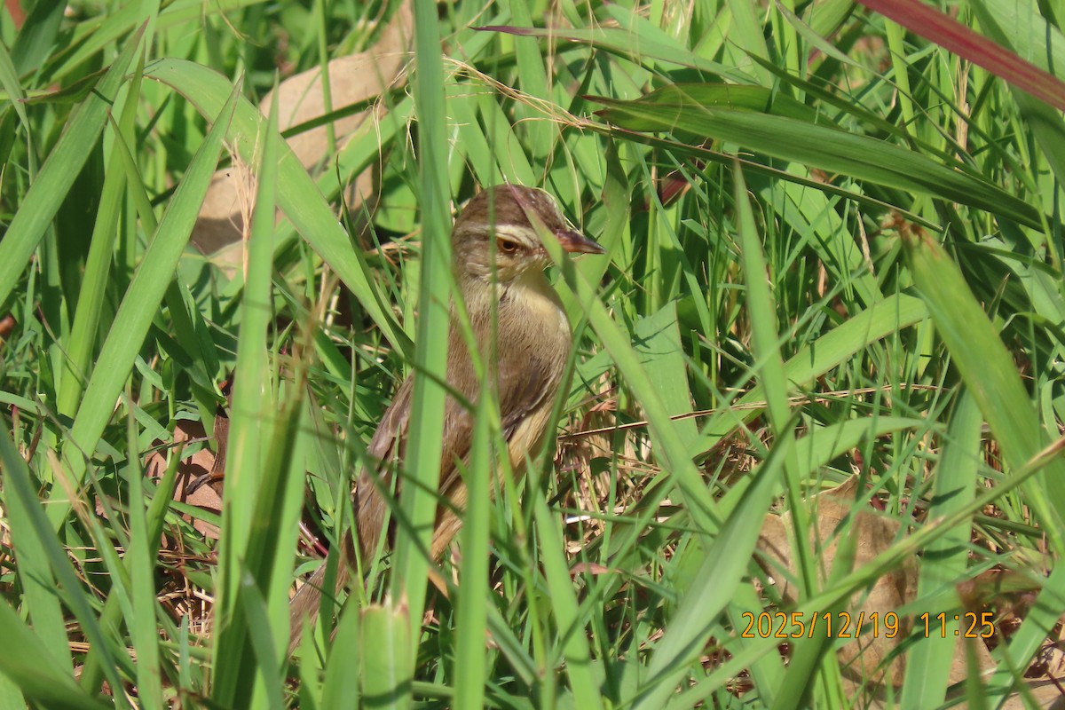 Prinia Sencilla - ML647175078
