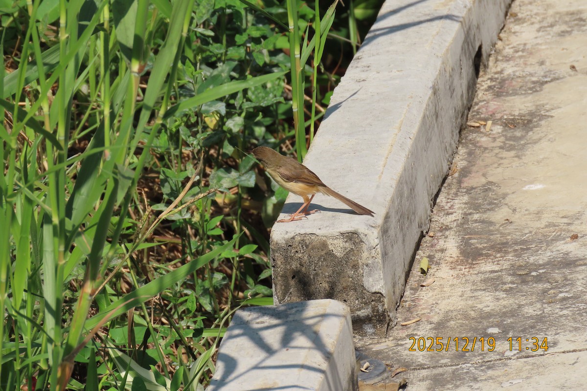 Prinia Sencilla - ML647175079