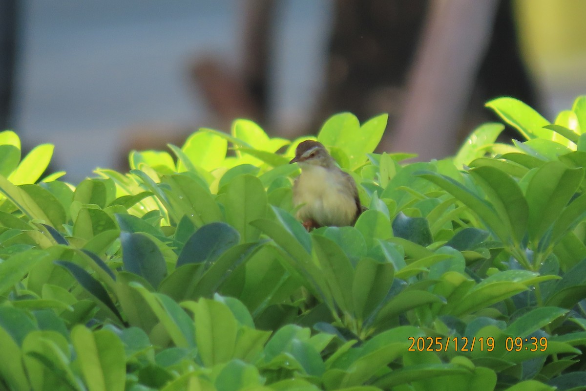 Prinia Sencilla - ML647175087
