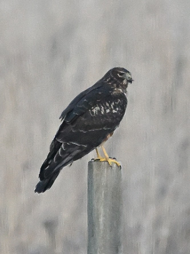 Northern Harrier - ML647175106