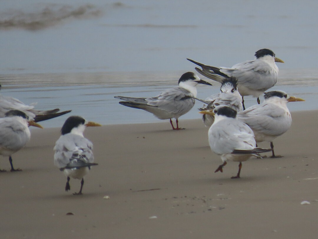 アジサシ - ML647175112