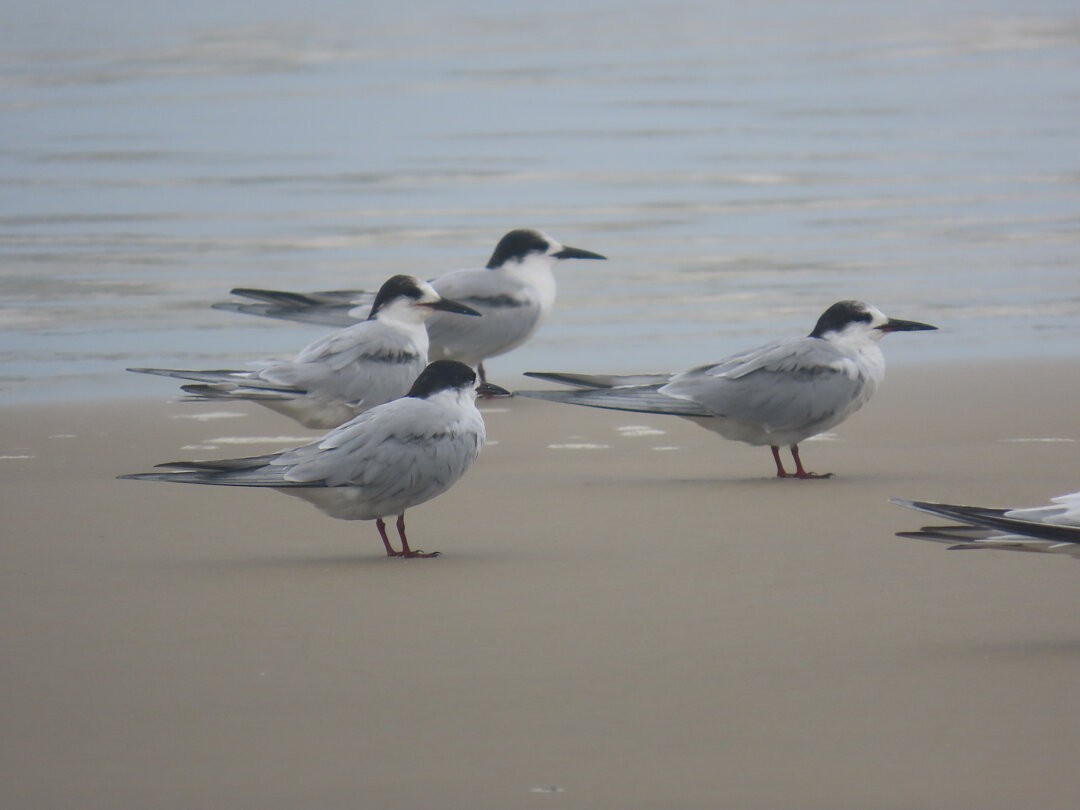 アジサシ - ML647175113