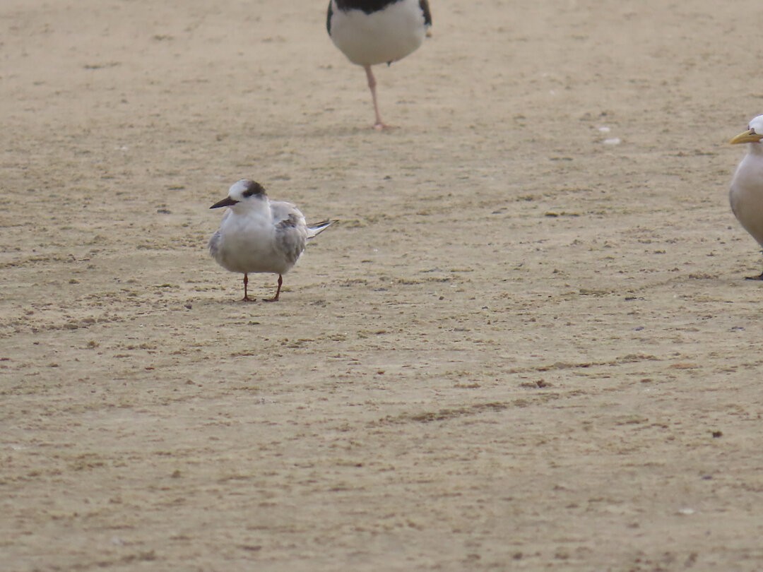 アジサシ - ML647175114