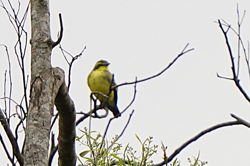 Yellow-browed Tyrant - ML647175124