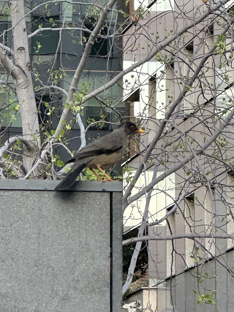 Austral Thrush - ML647175125