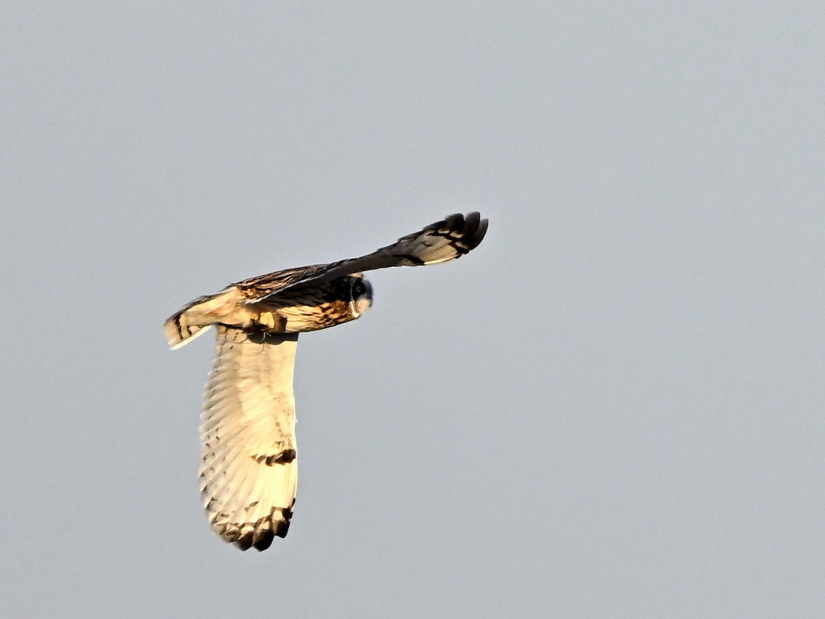 Short-eared Owl - ML647175126