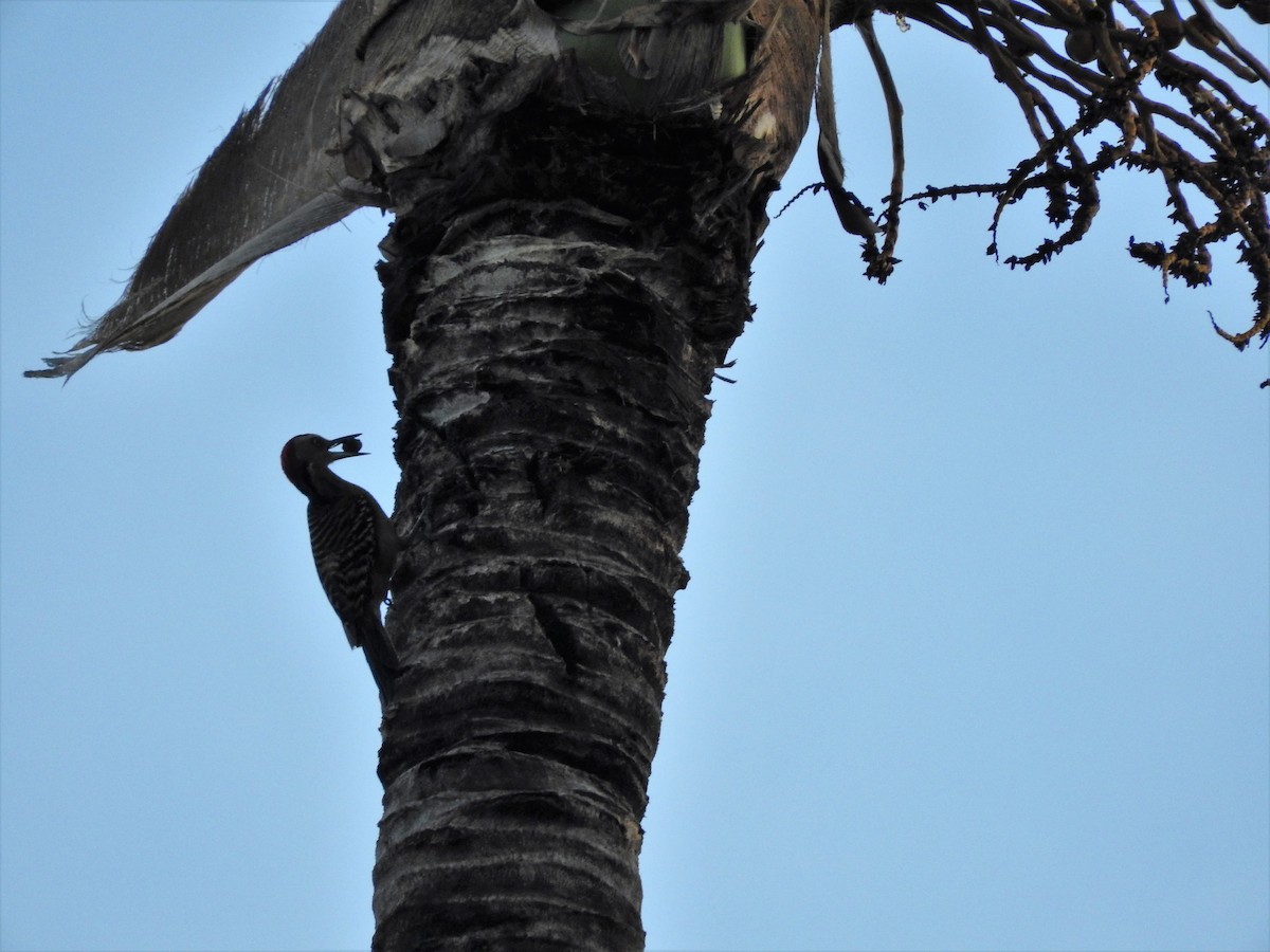 Hispaniolan Woodpecker - ML647175127