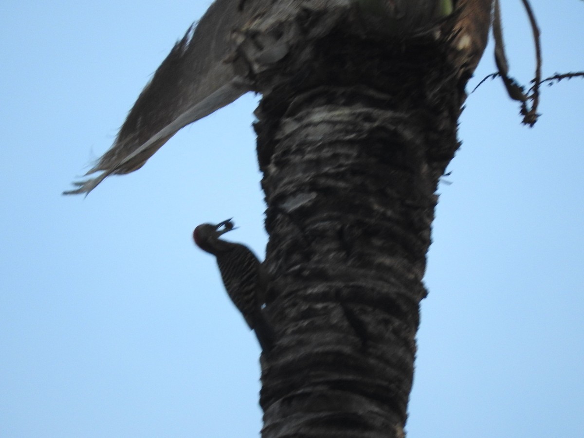 Hispaniolan Woodpecker - ML647175128