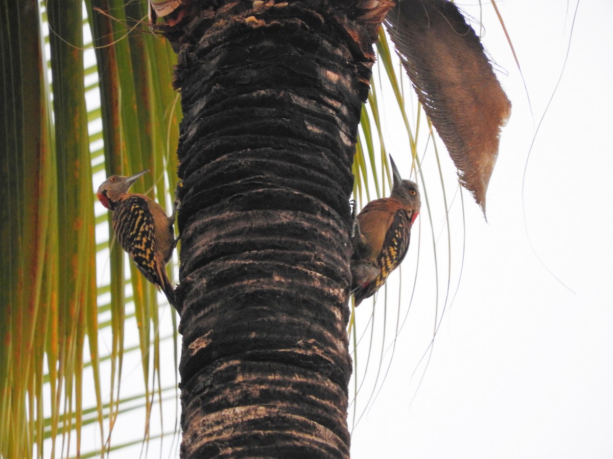 Hispaniolan Woodpecker - ML647175129