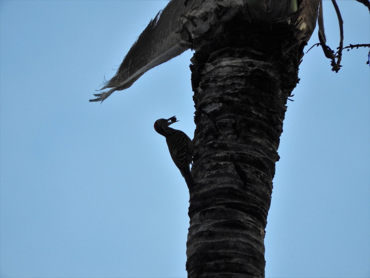 Hispaniolan Woodpecker - ML647175130