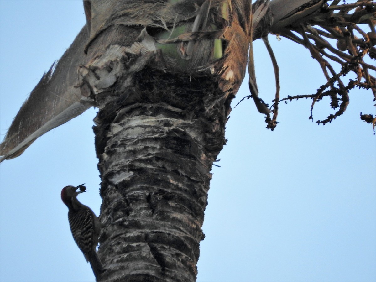 Hispaniolan Woodpecker - ML647175131