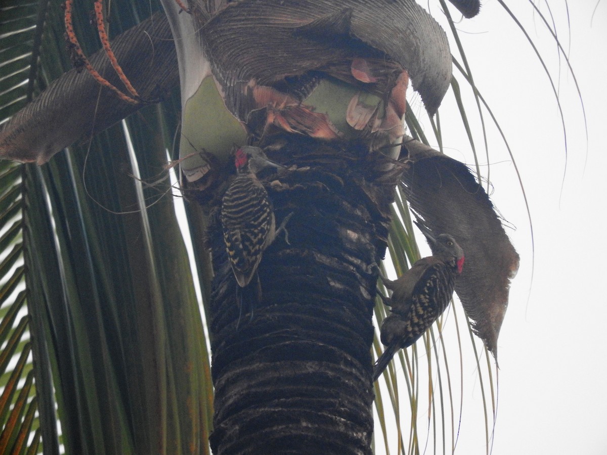 Hispaniolan Woodpecker - ML647175132