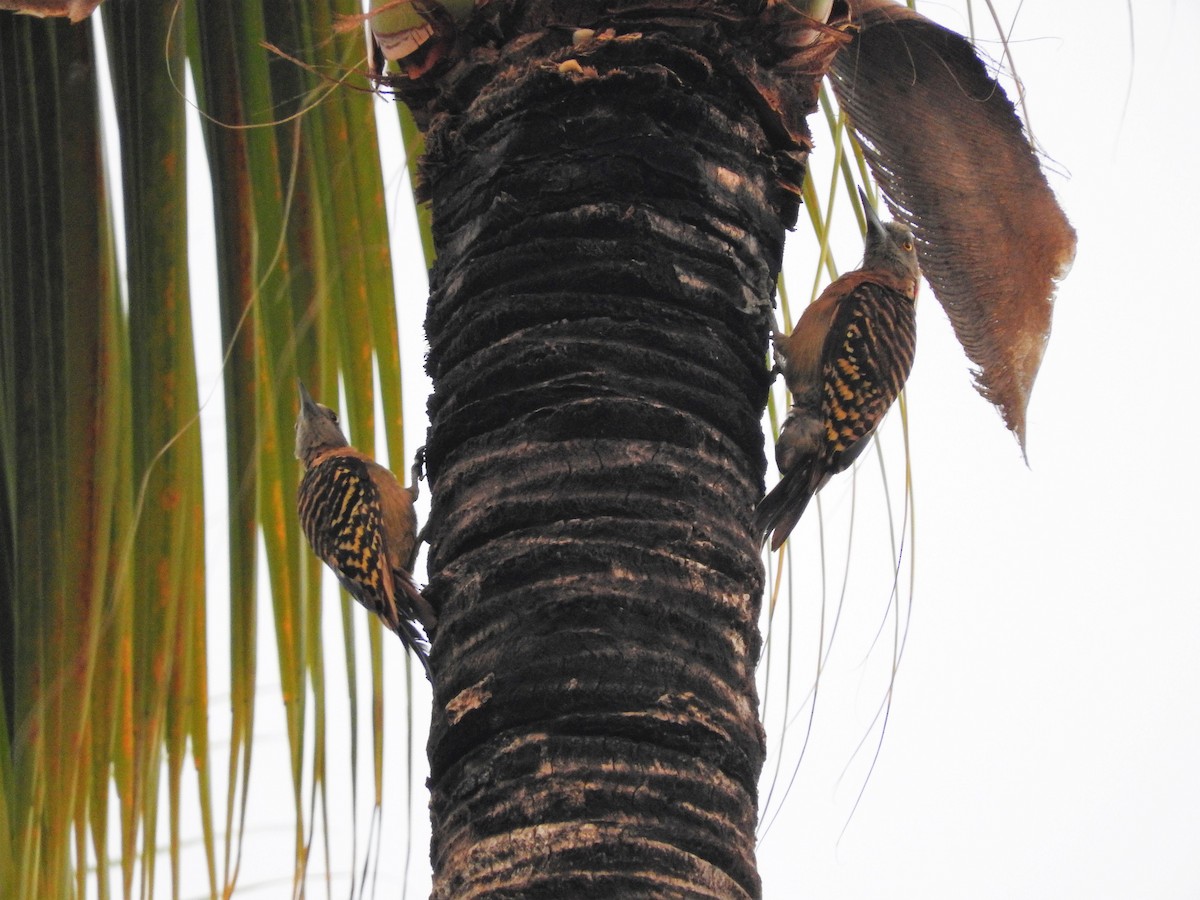 Hispaniolan Woodpecker - ML647175133