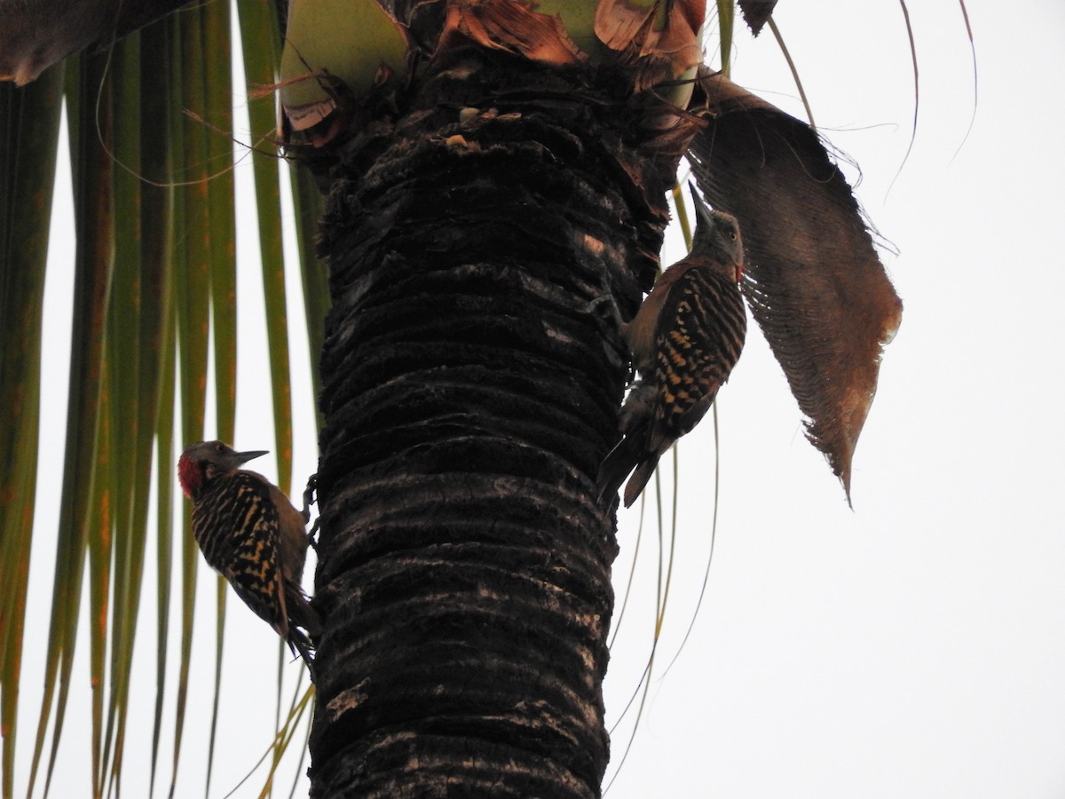 Hispaniolan Woodpecker - ML647175134