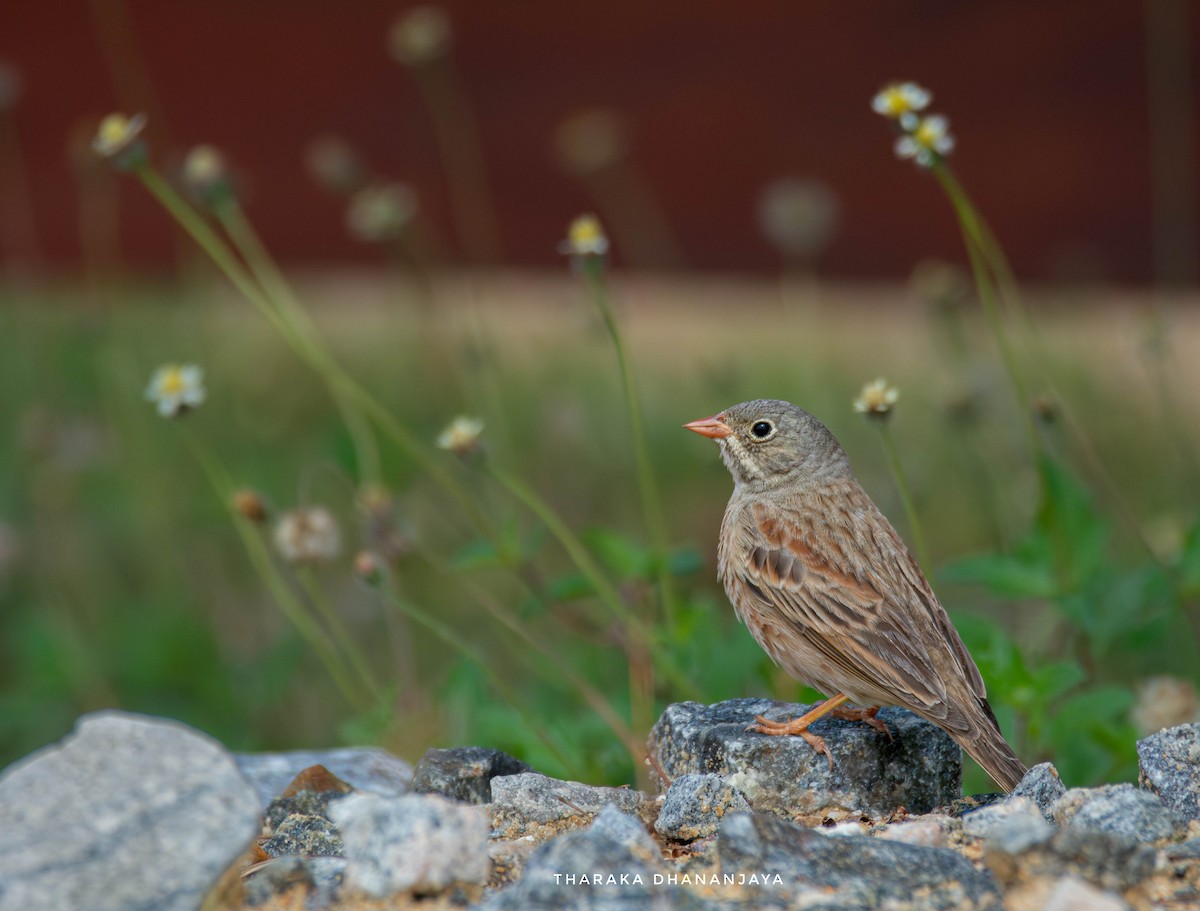 Gray-necked Bunting - ML647175135