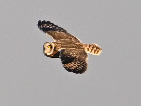 Short-eared Owl - ML647175136