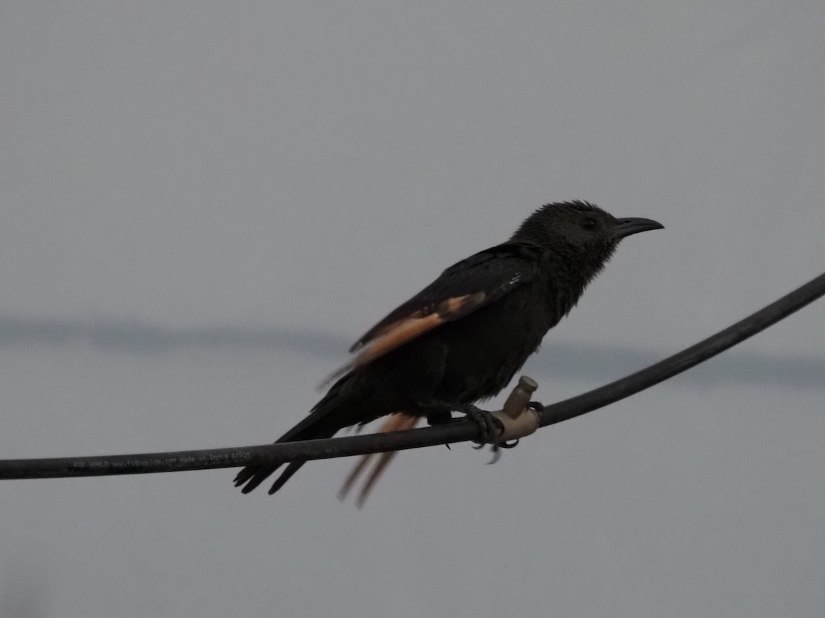 Tristram's Starling - ML647175137