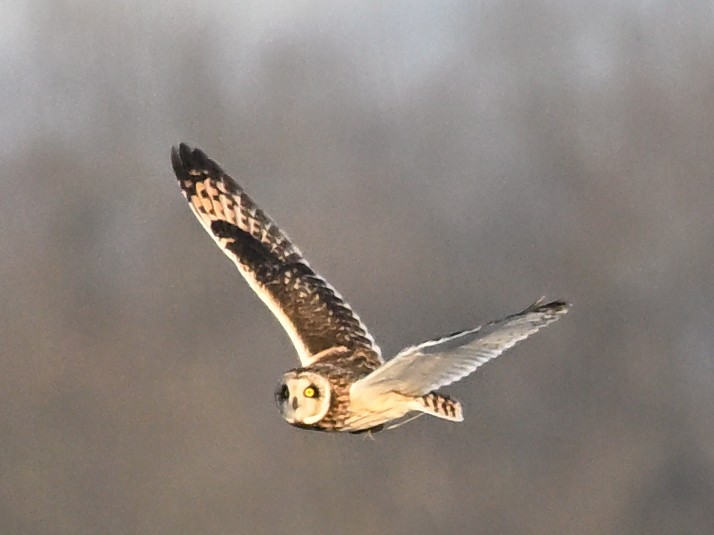 Short-eared Owl - ML647175138