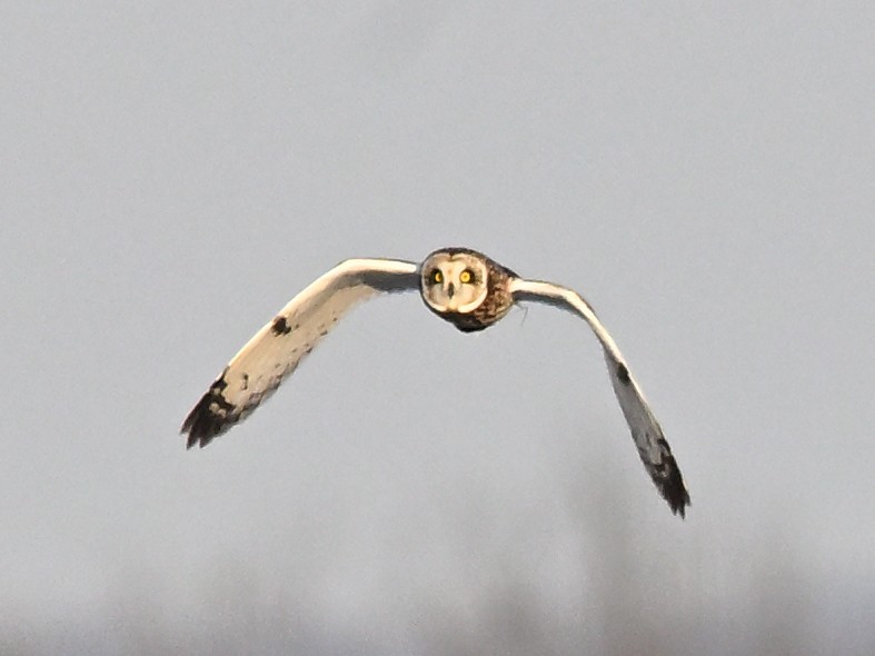 Short-eared Owl - ML647175139