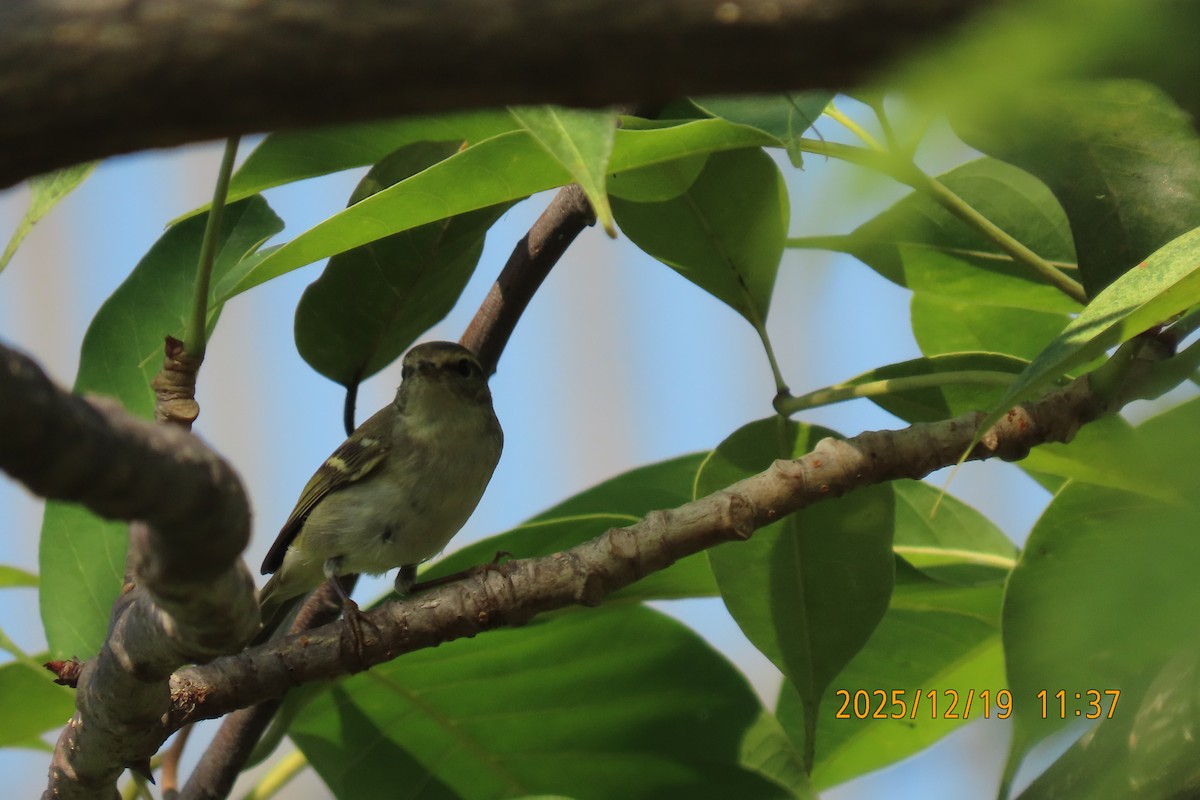 Yellow-browed Warbler - ML647175140