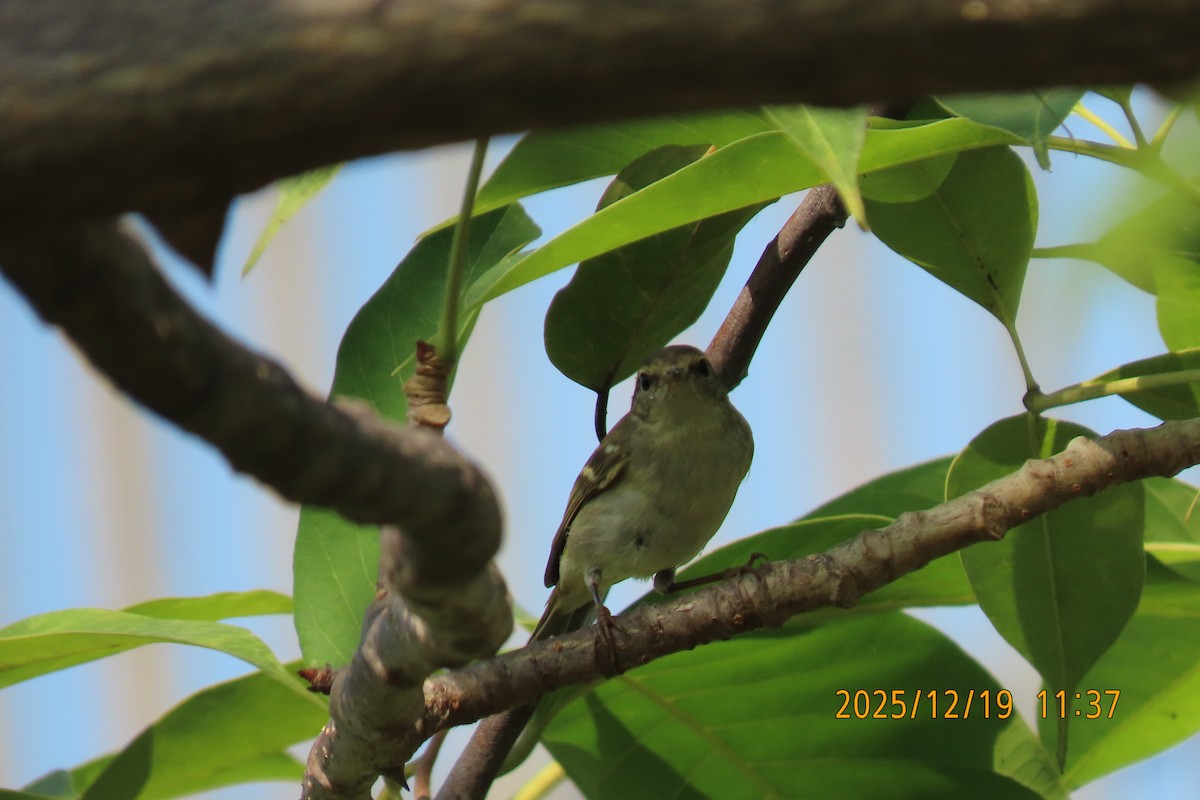 Yellow-browed Warbler - ML647175141