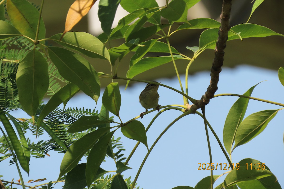 Yellow-browed Warbler - ML647175142