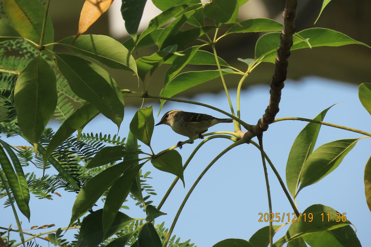 Yellow-browed Warbler - ML647175143