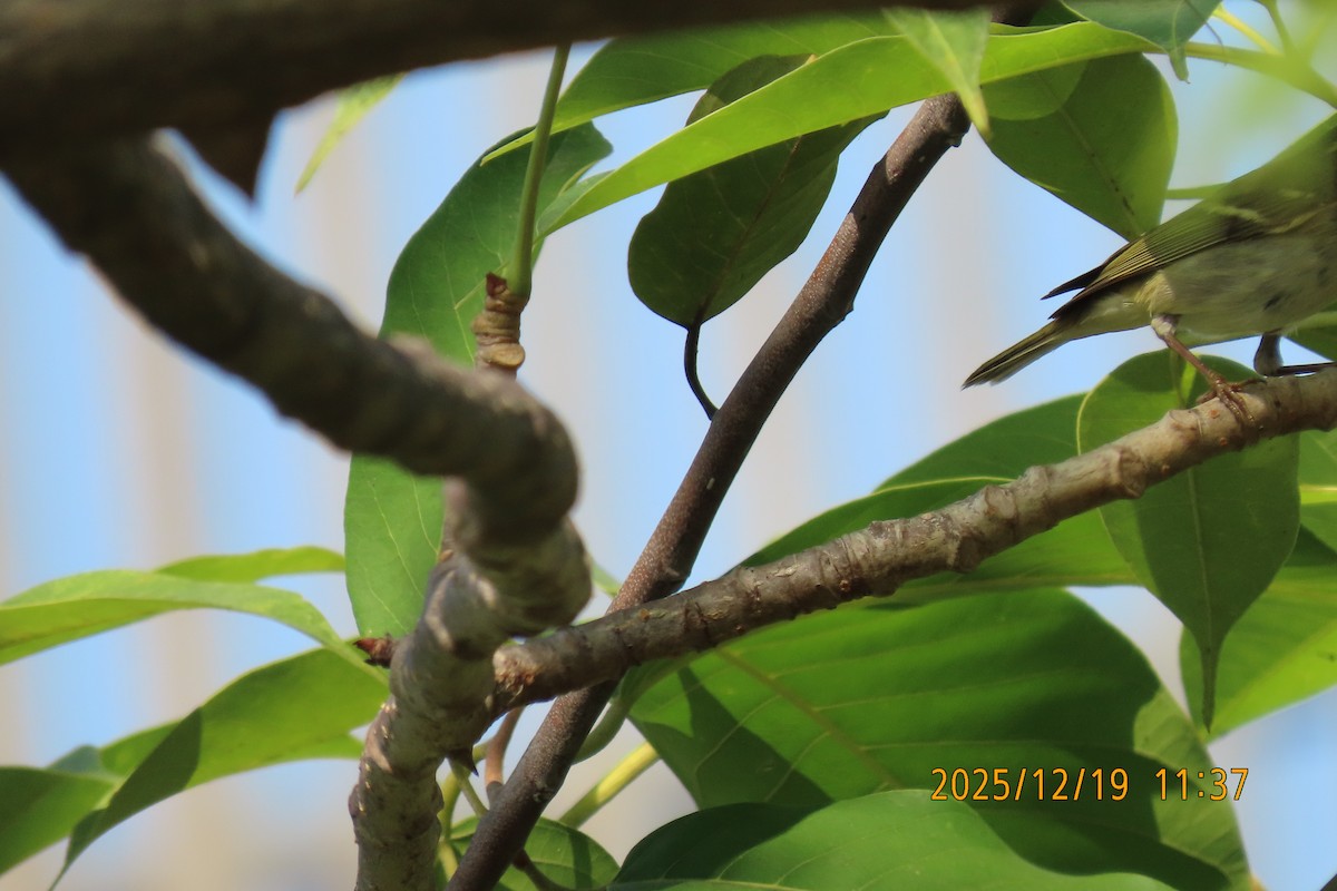 Yellow-browed Warbler - ML647175144