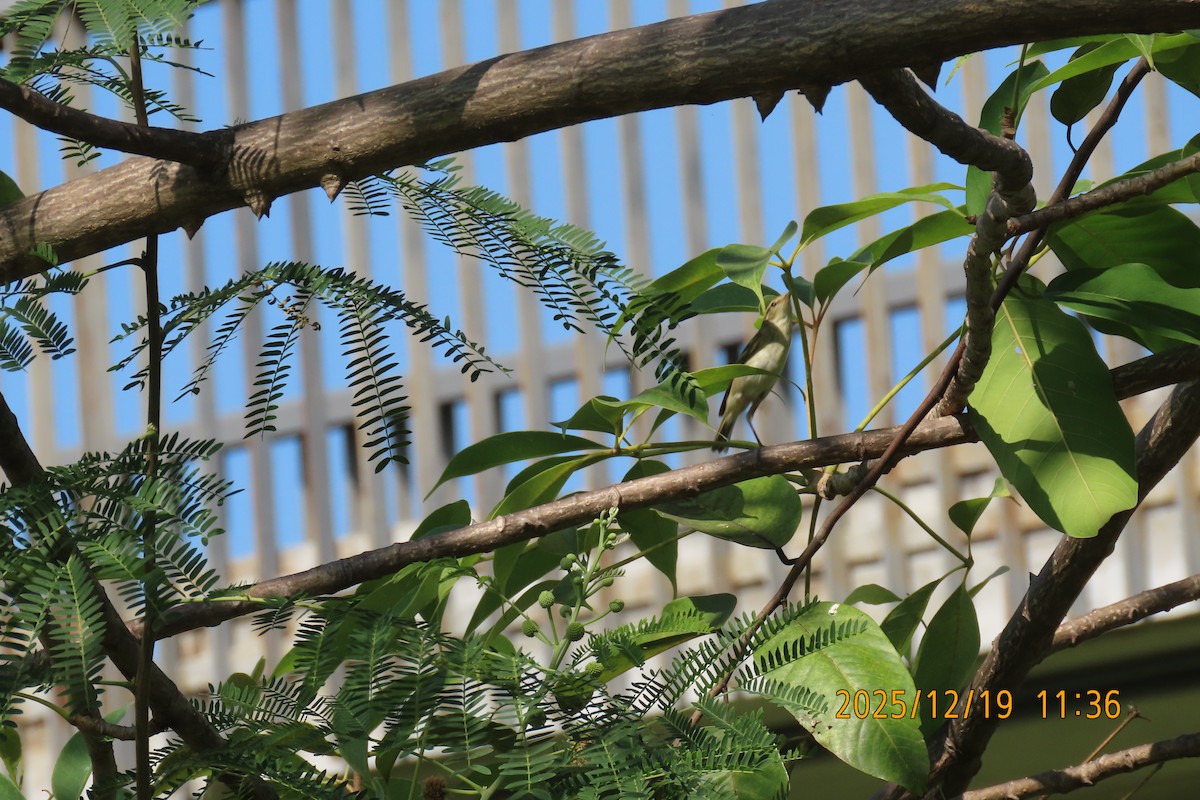 Yellow-browed Warbler - ML647175145