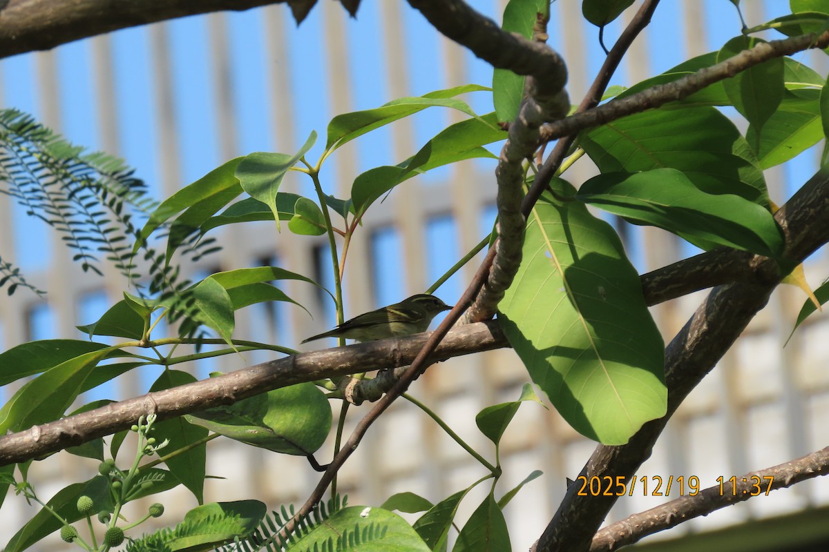 Yellow-browed Warbler - ML647175146