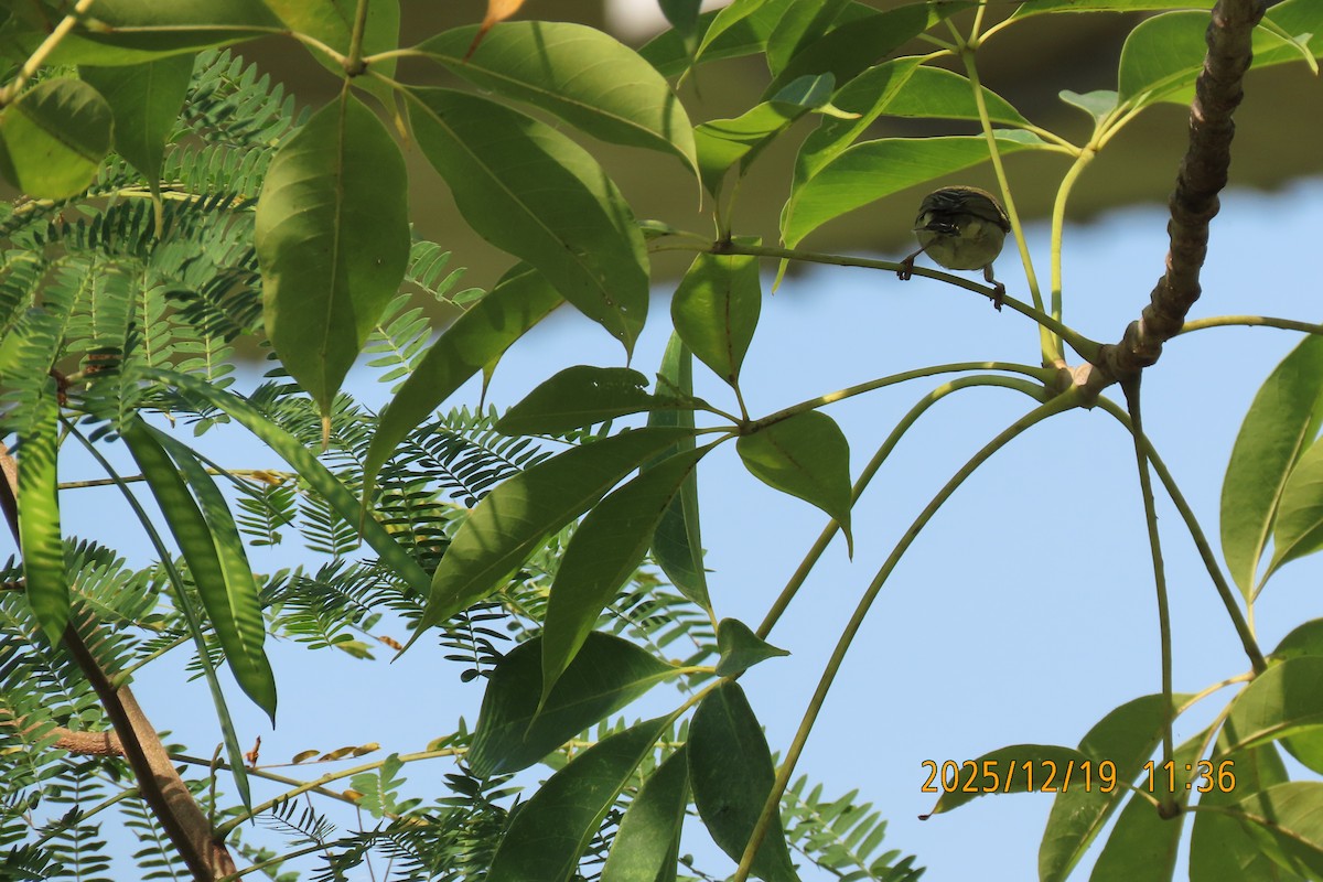 Yellow-browed Warbler - ML647175147