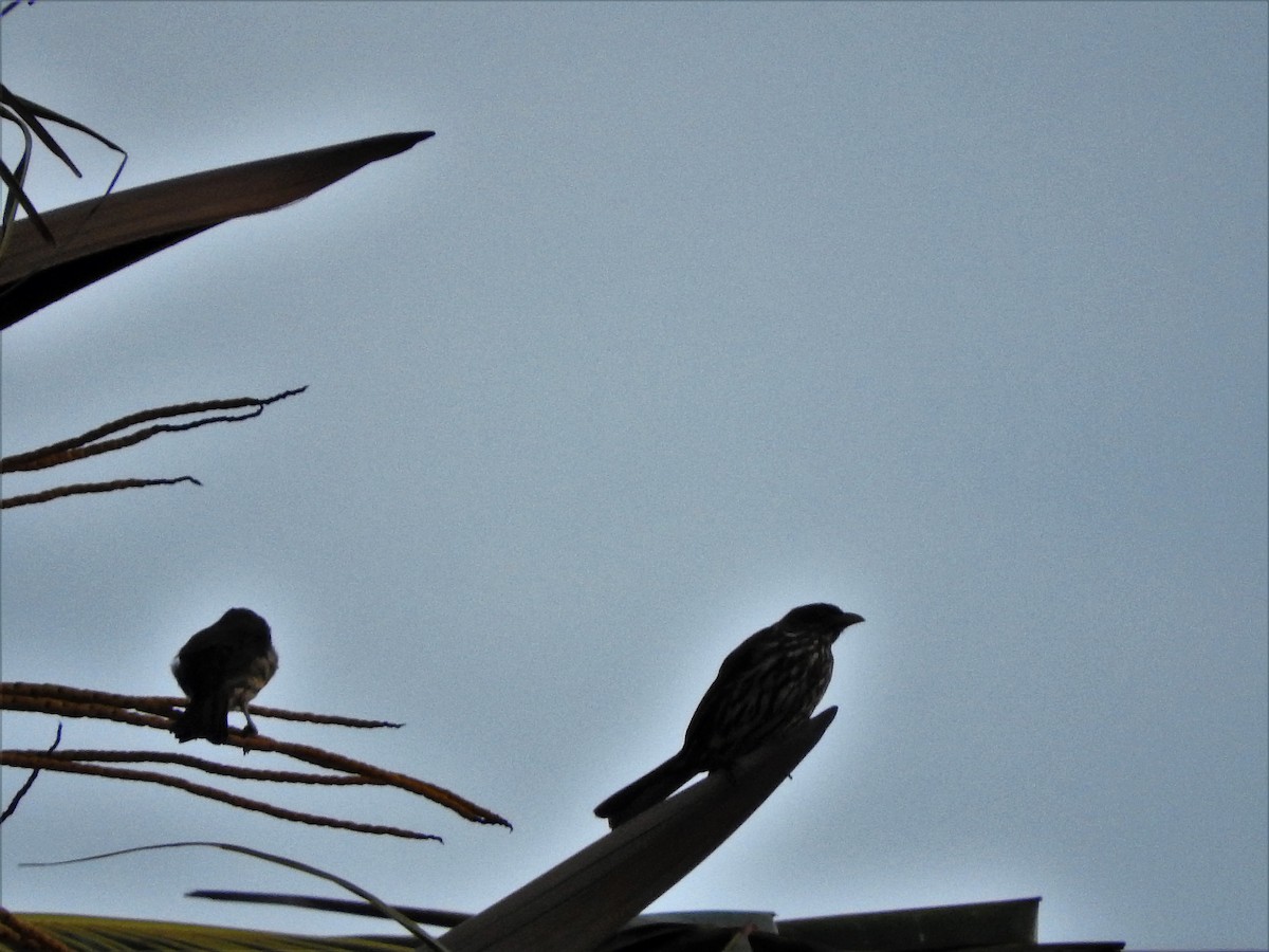 Palmchat - ML647175149