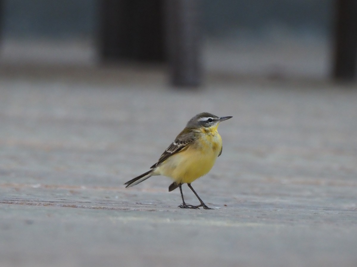 Western Yellow Wagtail - ML647175158