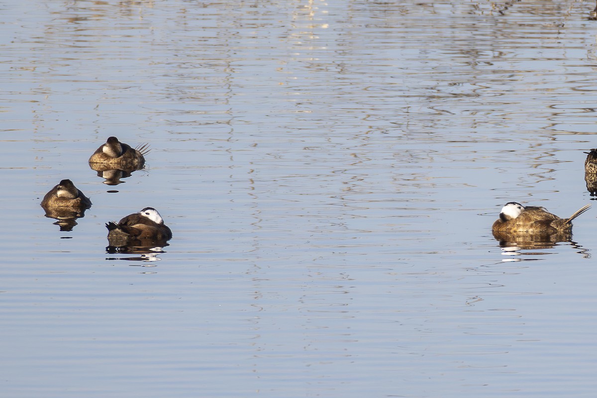 White-headed Duck - ML647175159
