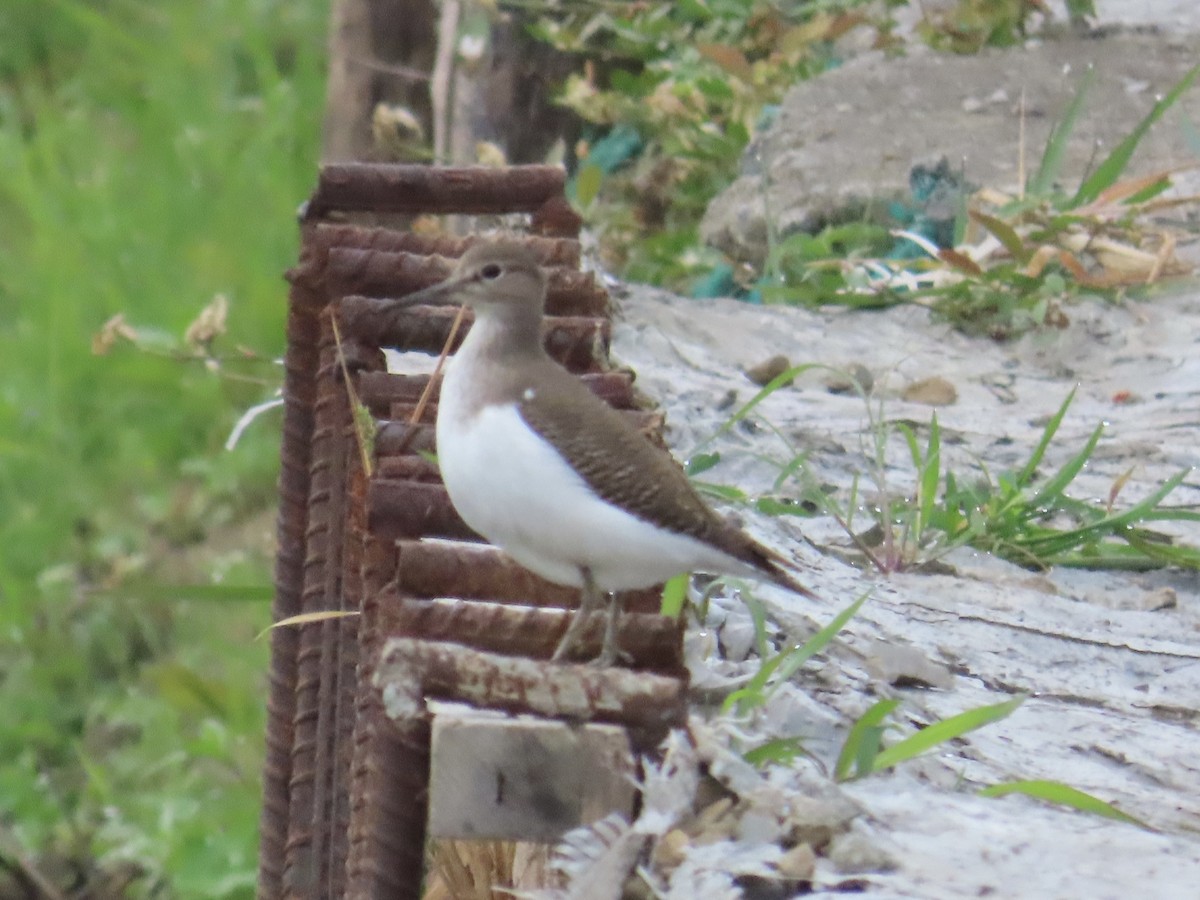 Common Sandpiper - ML647175160