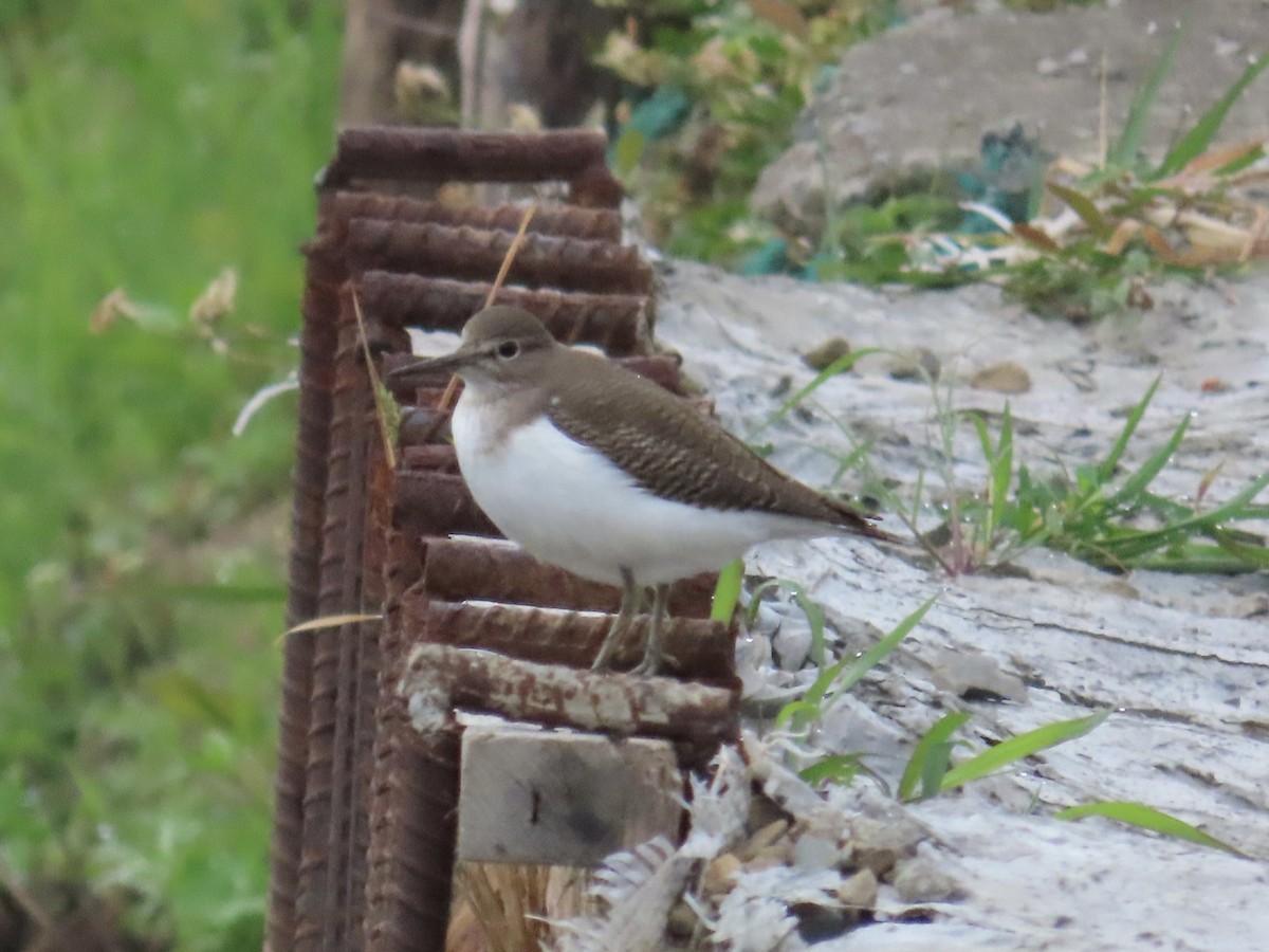 Flussuferläufer - ML647175161