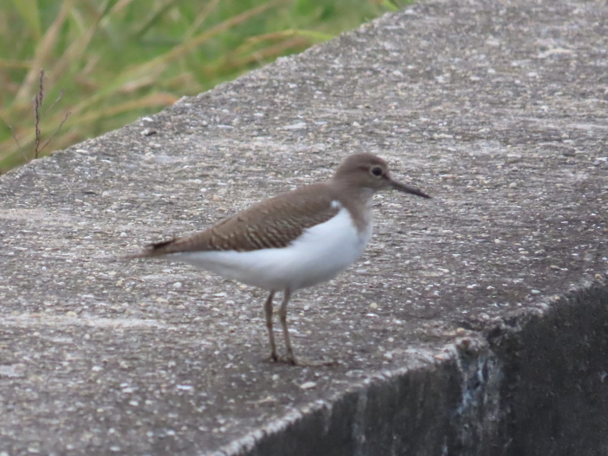 Flussuferläufer - ML647175162