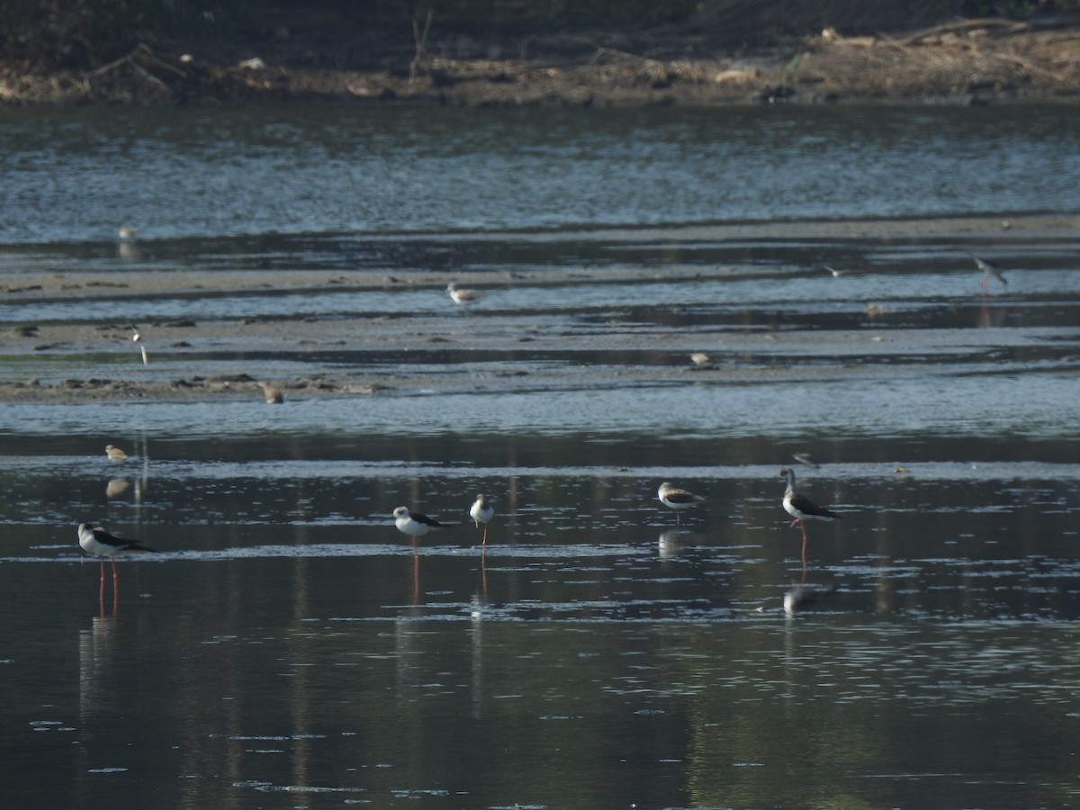 Black-winged Stilt - ML647175163