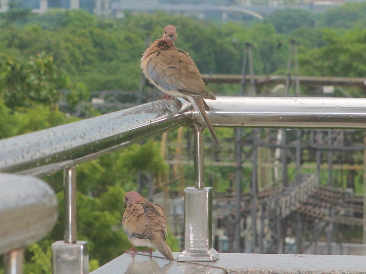 Laughing Dove - ML647175165