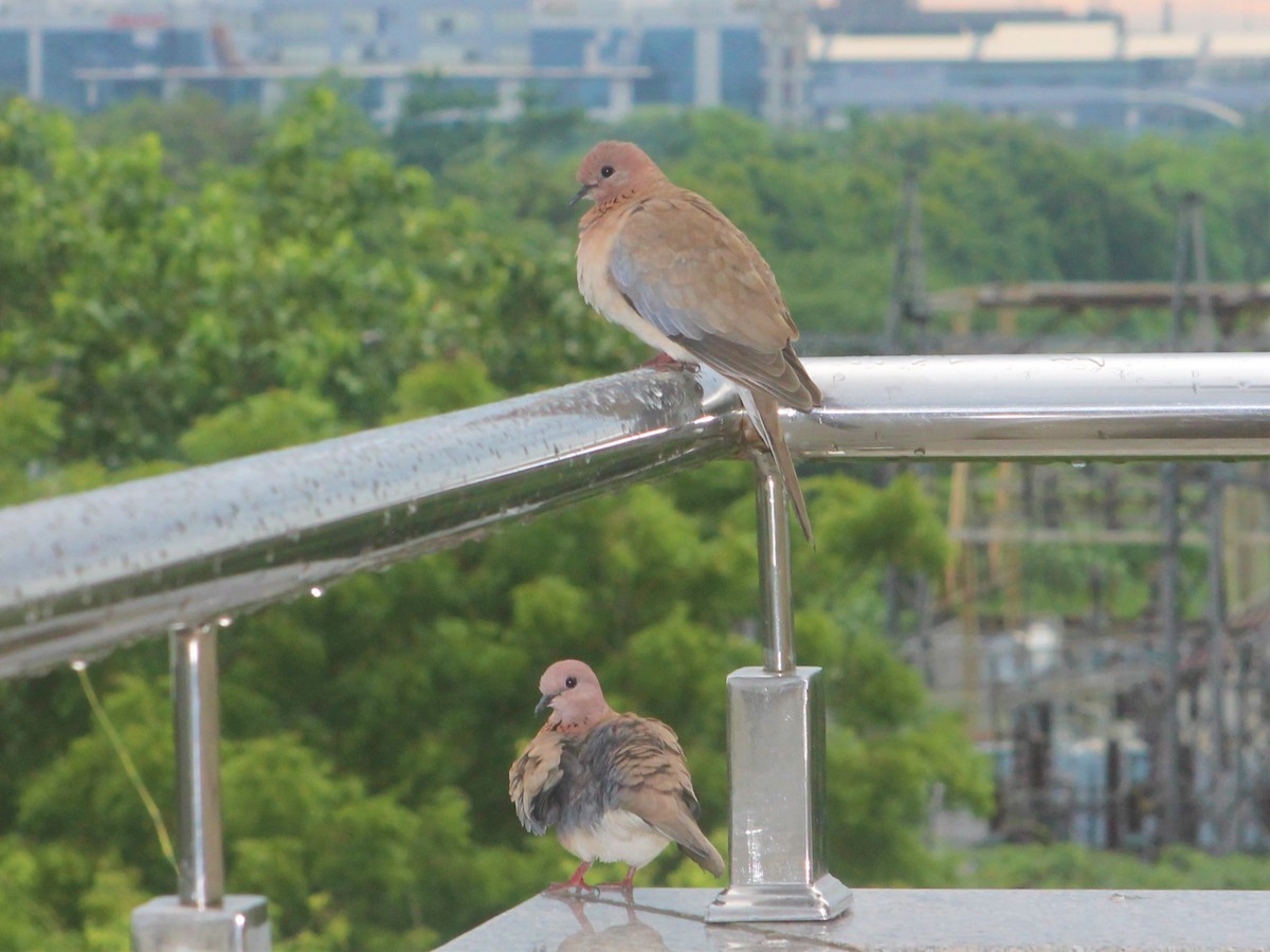 Laughing Dove - ML647175166