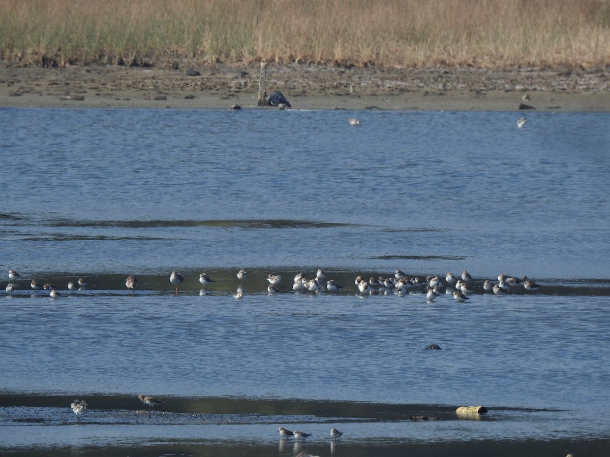 Tibetan Sand-Plover - ML647175183