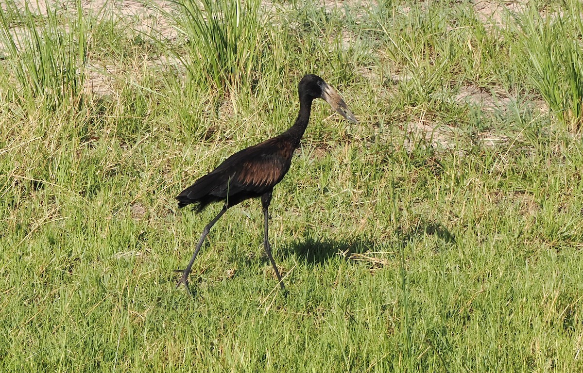 クロスキハシコウ - ML647175191