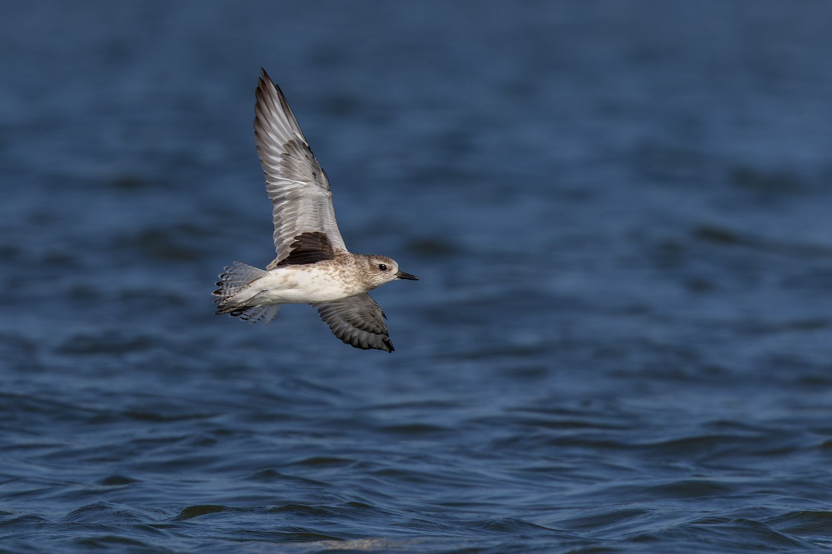 חופזי מנומר - ML647175193