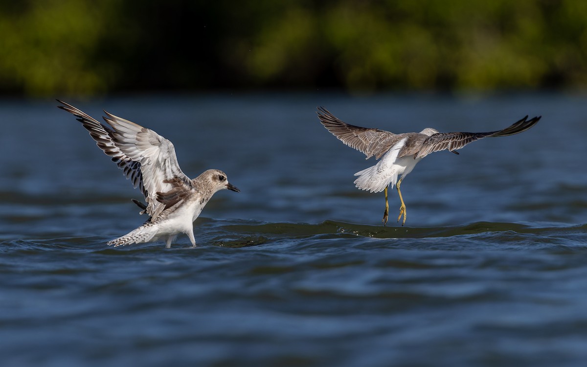 חופזי מנומר - ML647175194