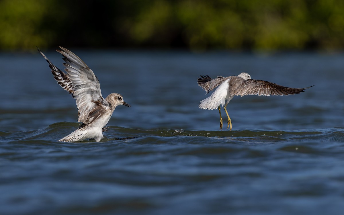 חופזי מנומר - ML647175195