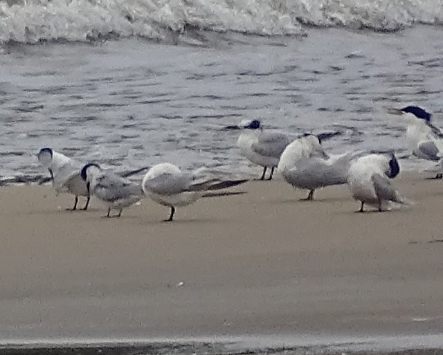 アジサシ - ML647175199