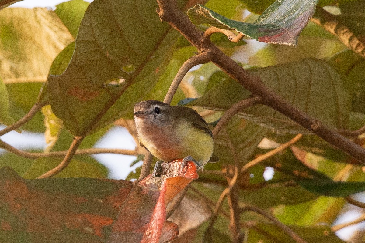 Brown-capped Vireo - ML647175201